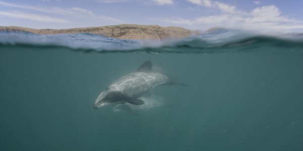 New Zealand tourism operator launches technology that talks to dolphins 